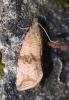 Celypha striana